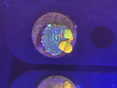 plant/26 OG Bounce-0-thumbnail