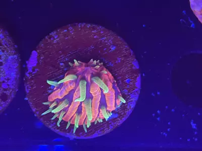 plant/92 TCK Insanity Plate-0-thumbnail