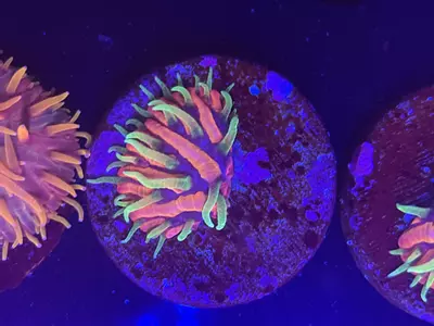 plant/91 TCK Insanity Plate-0-thumbnail