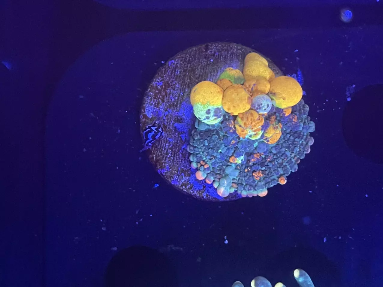 plant/27 OG Bounce-0