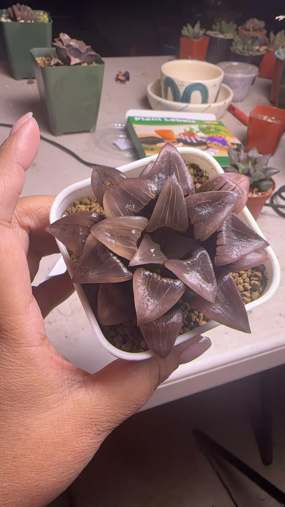 low var Atrofusca #42 thumbnail