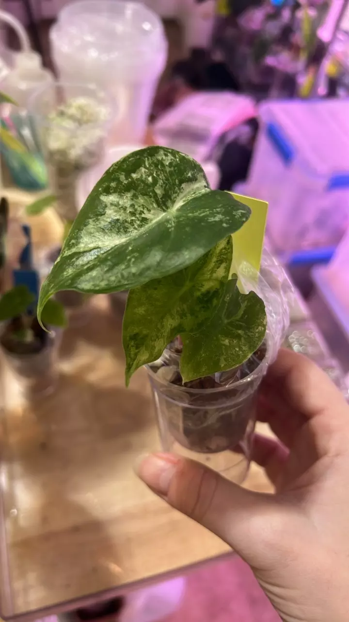 2” Alocasia Nairobi Night Albo thumbnail