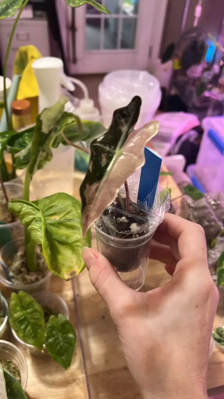 Alocasia Nobilis Pink K thumbnail