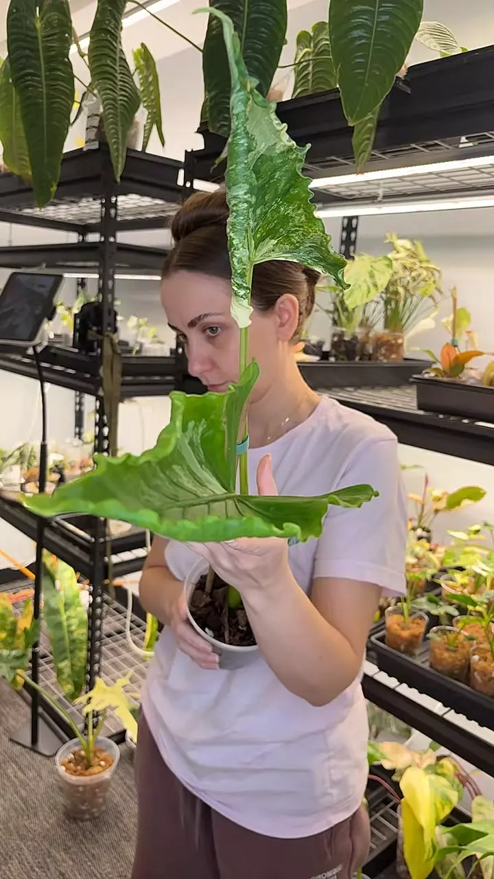 Alocasia crinkle Albo 632 thumbnail