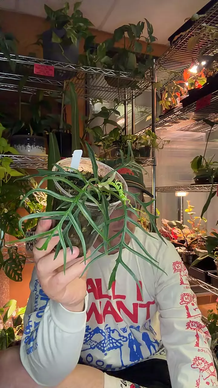 Philo Tortem thumbnail