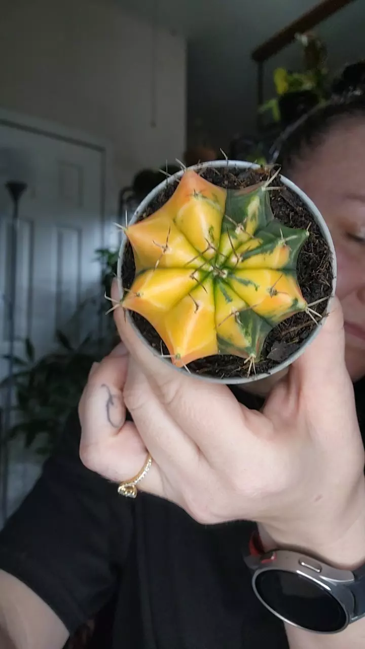 0198 gymno var thumbnail