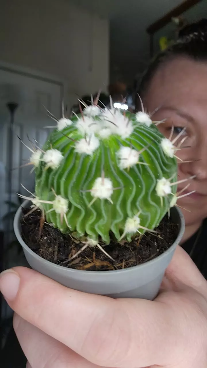 0193 thai brain cactus thumbnail