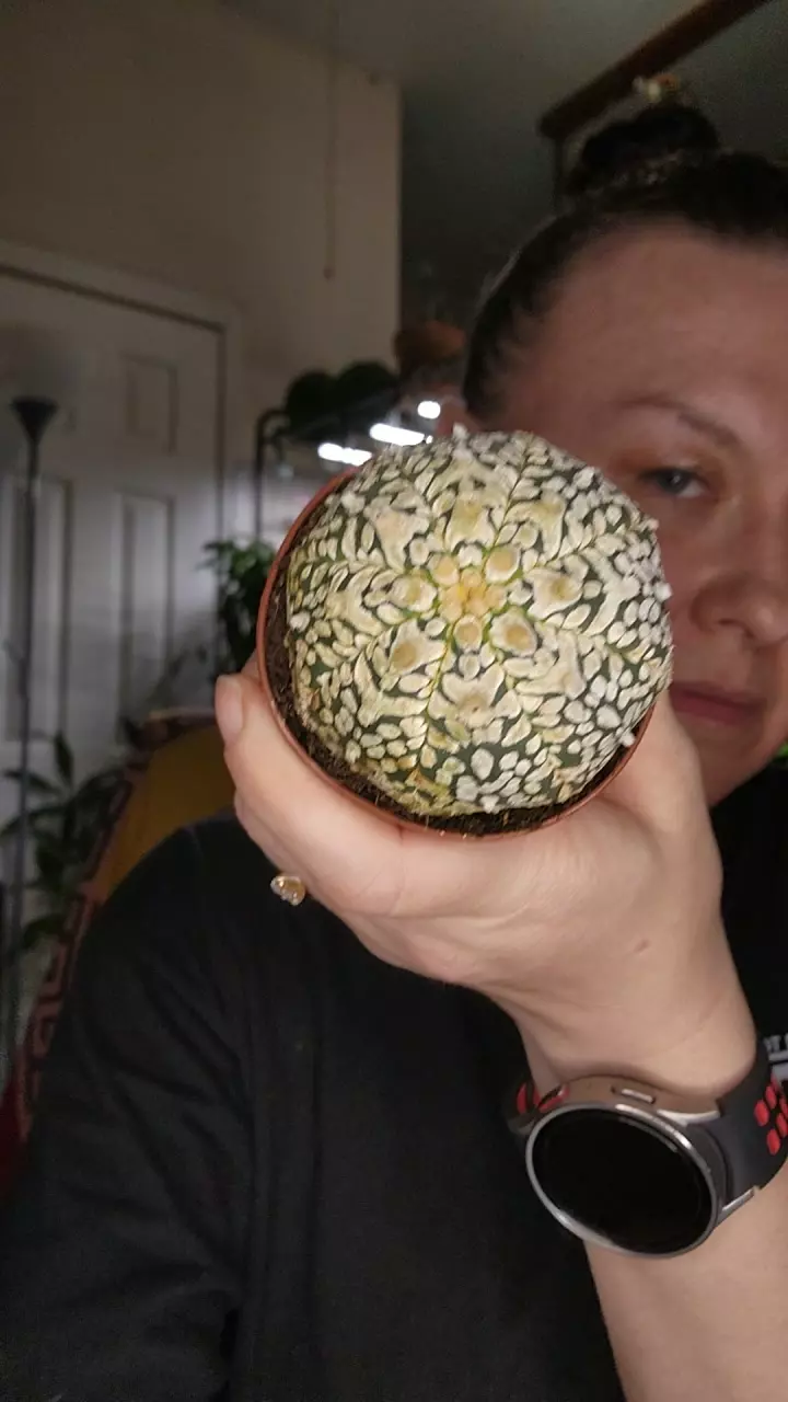 0196 astrophytum  asterias thumbnail