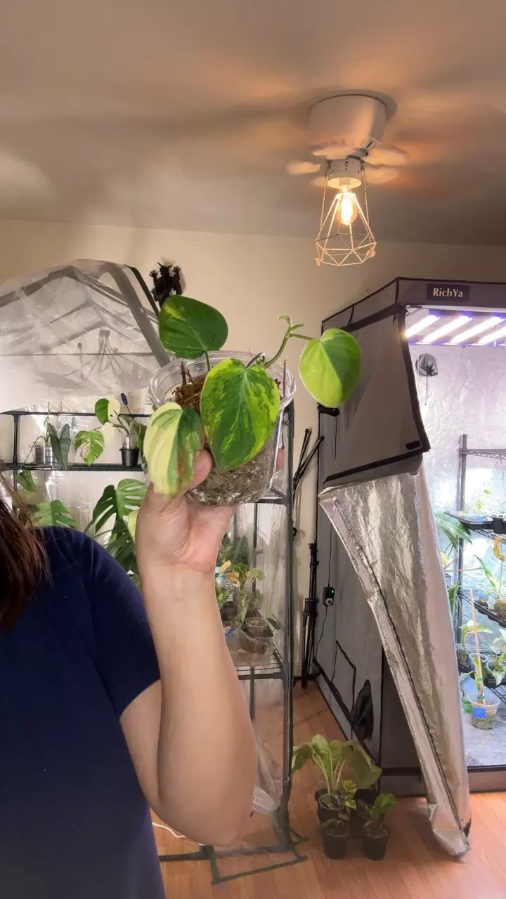 mican aurea thumbnail