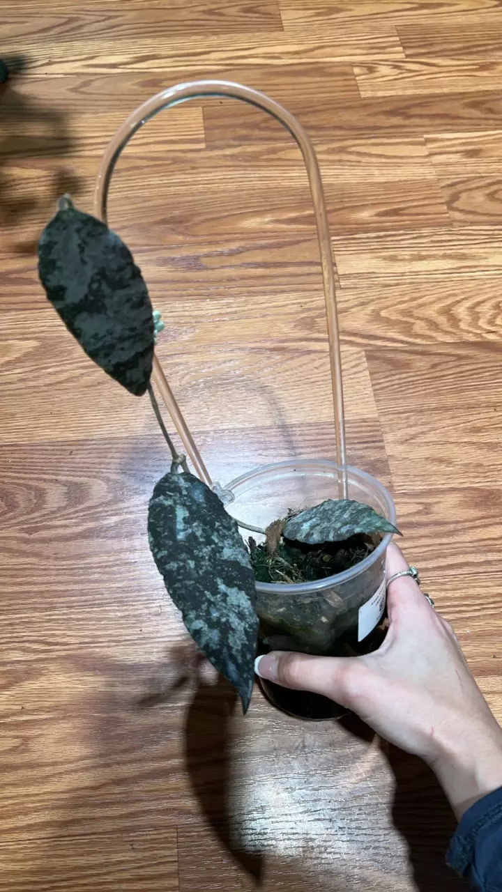 Caudata Gold (Hoya) thumbnail