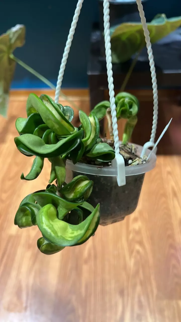 0371 Hoya Mauna Loa thumbnail