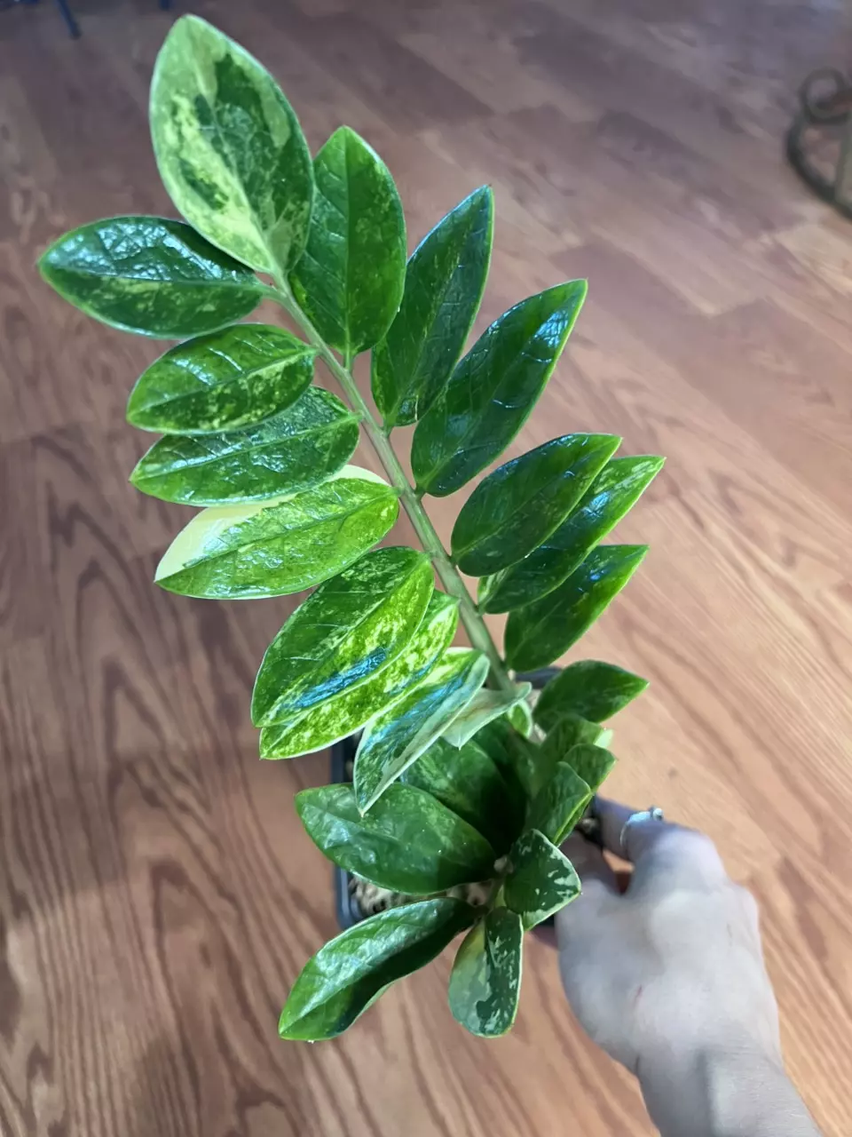 0369 ZZ Aurea thumbnail