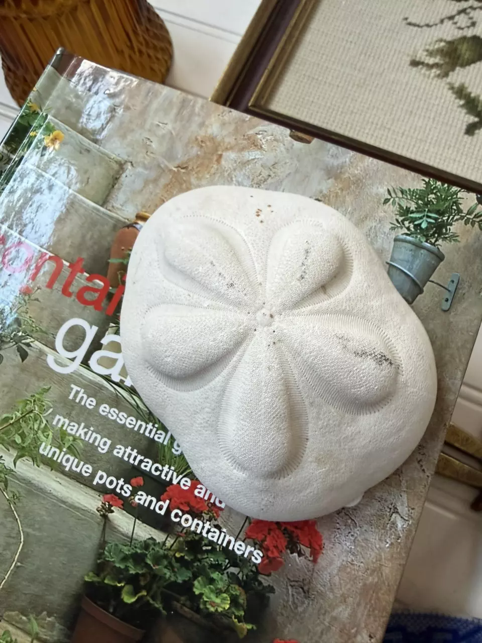 Large Sea Biscuit Sand Dollar thumbnail