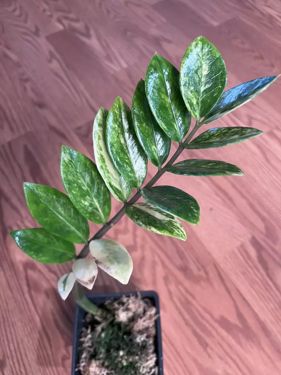 0366 ZZ Aurea thumbnail