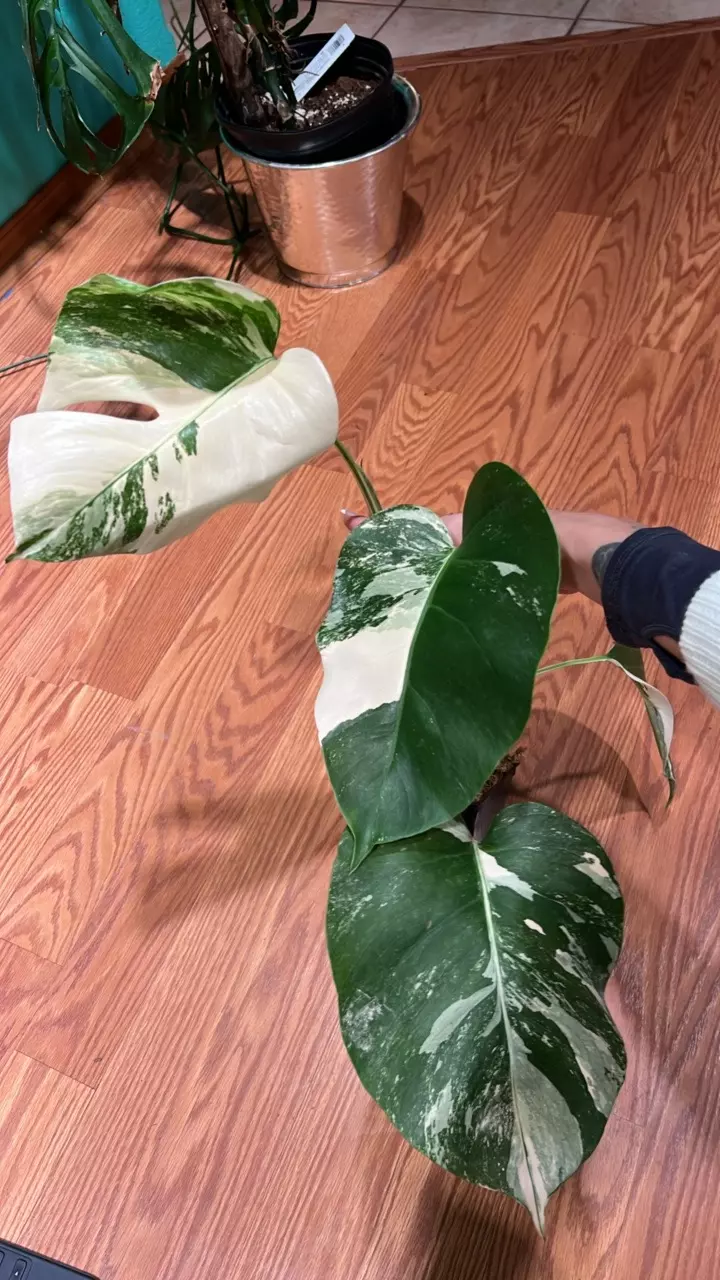 0286 Monstera Albo thumbnail