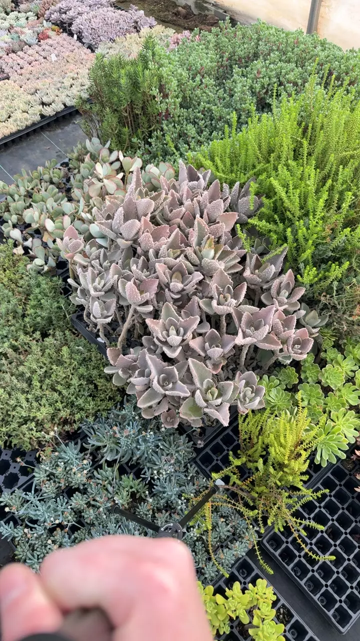 Kalanchoe Fang - 2 Plugs thumbnail