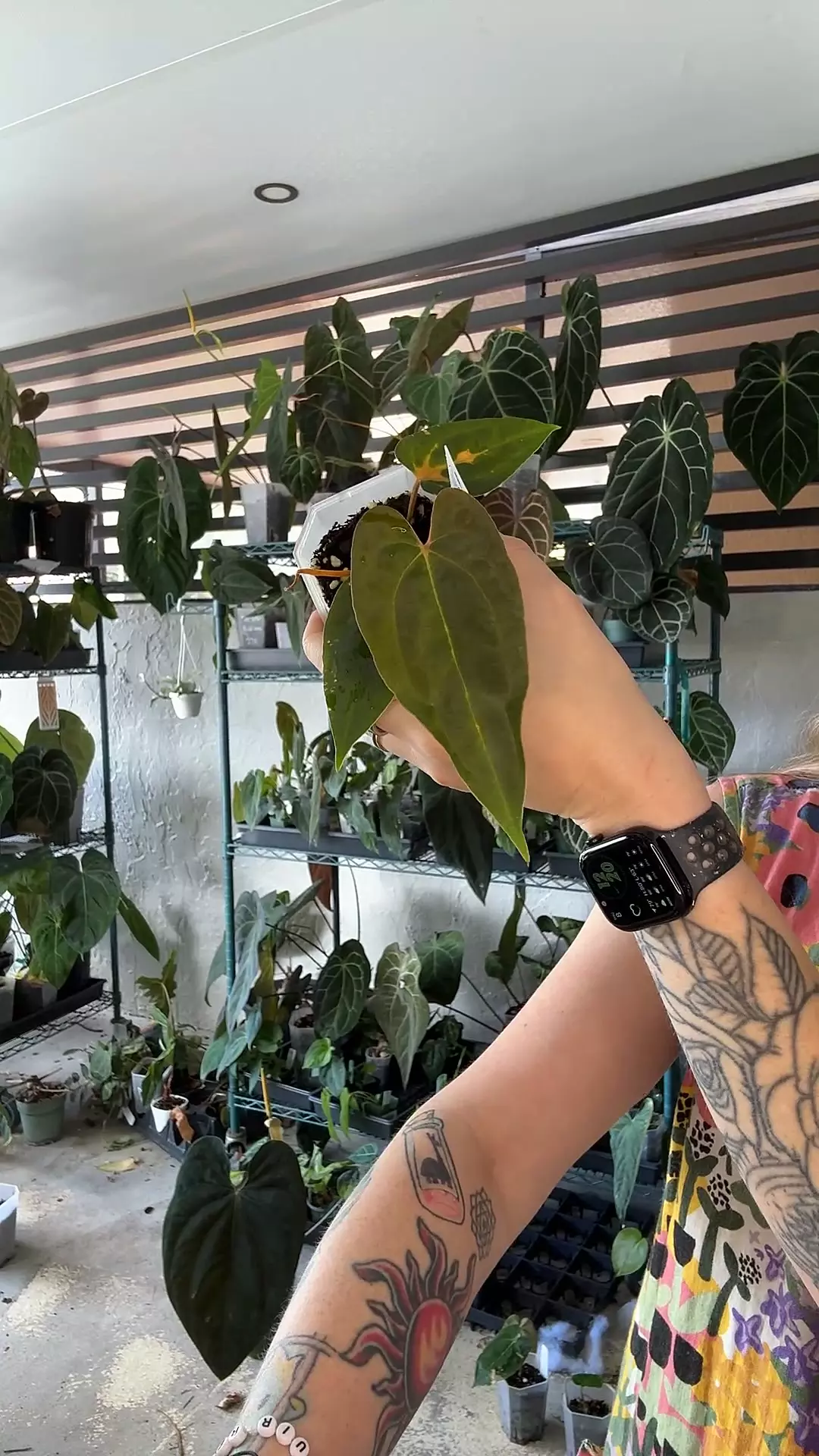 anthurium AOS df x pap Rlfs thumbnail