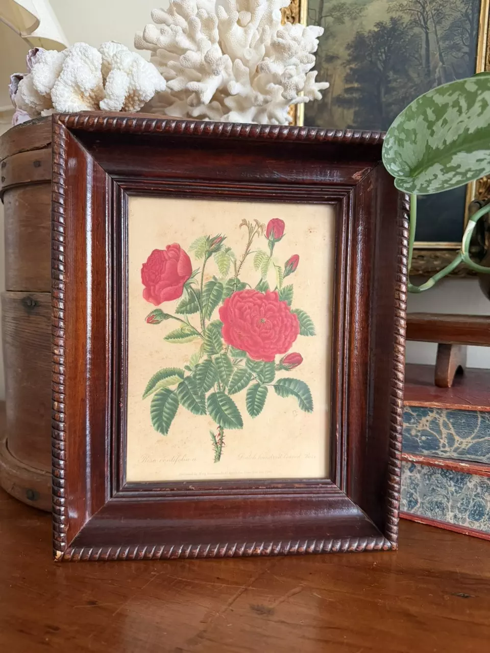 Antique Framed Rose Lithograph (1796) thumbnail