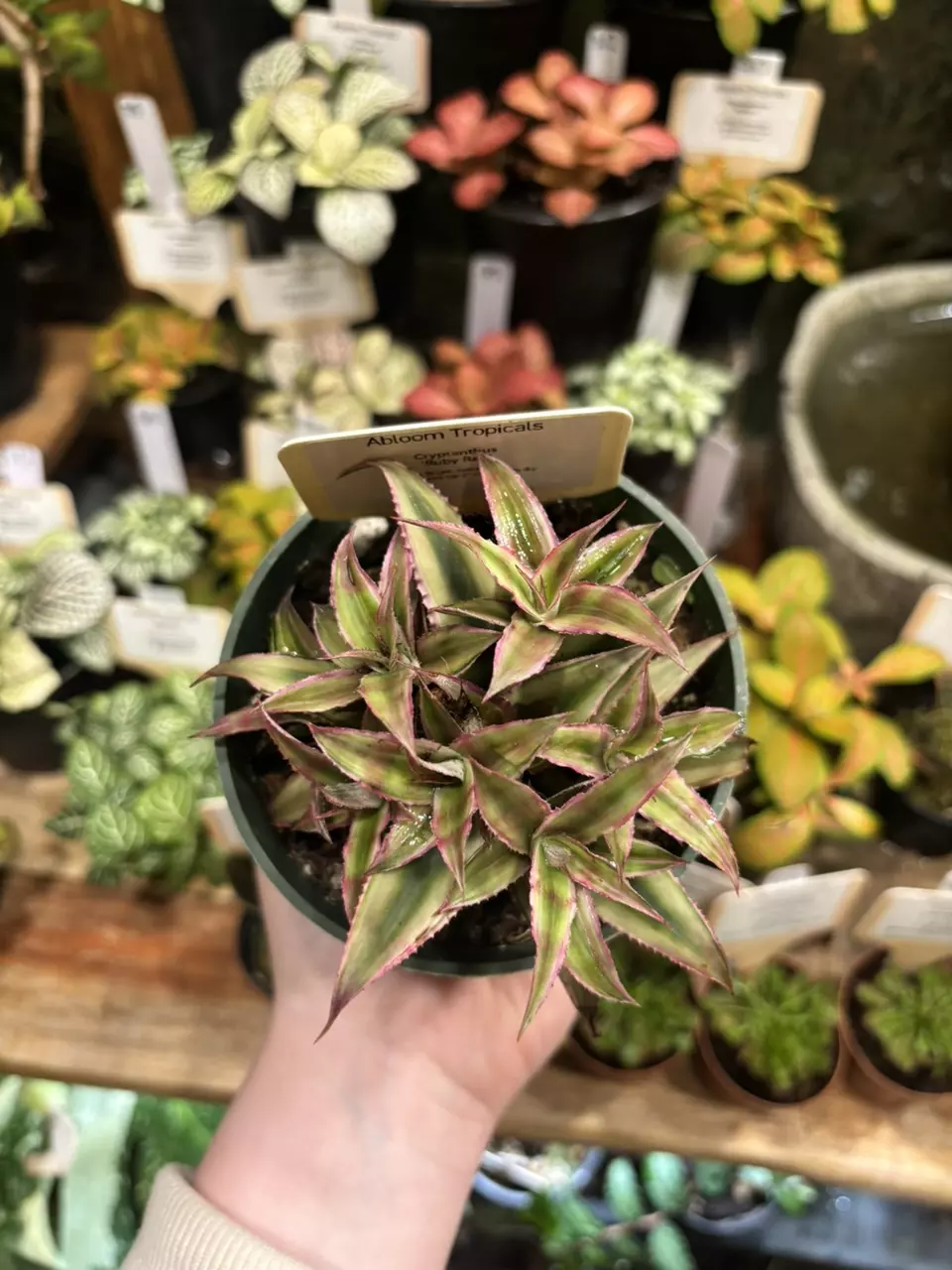 Crytanthus ‘Ruby Red’ thumbnail