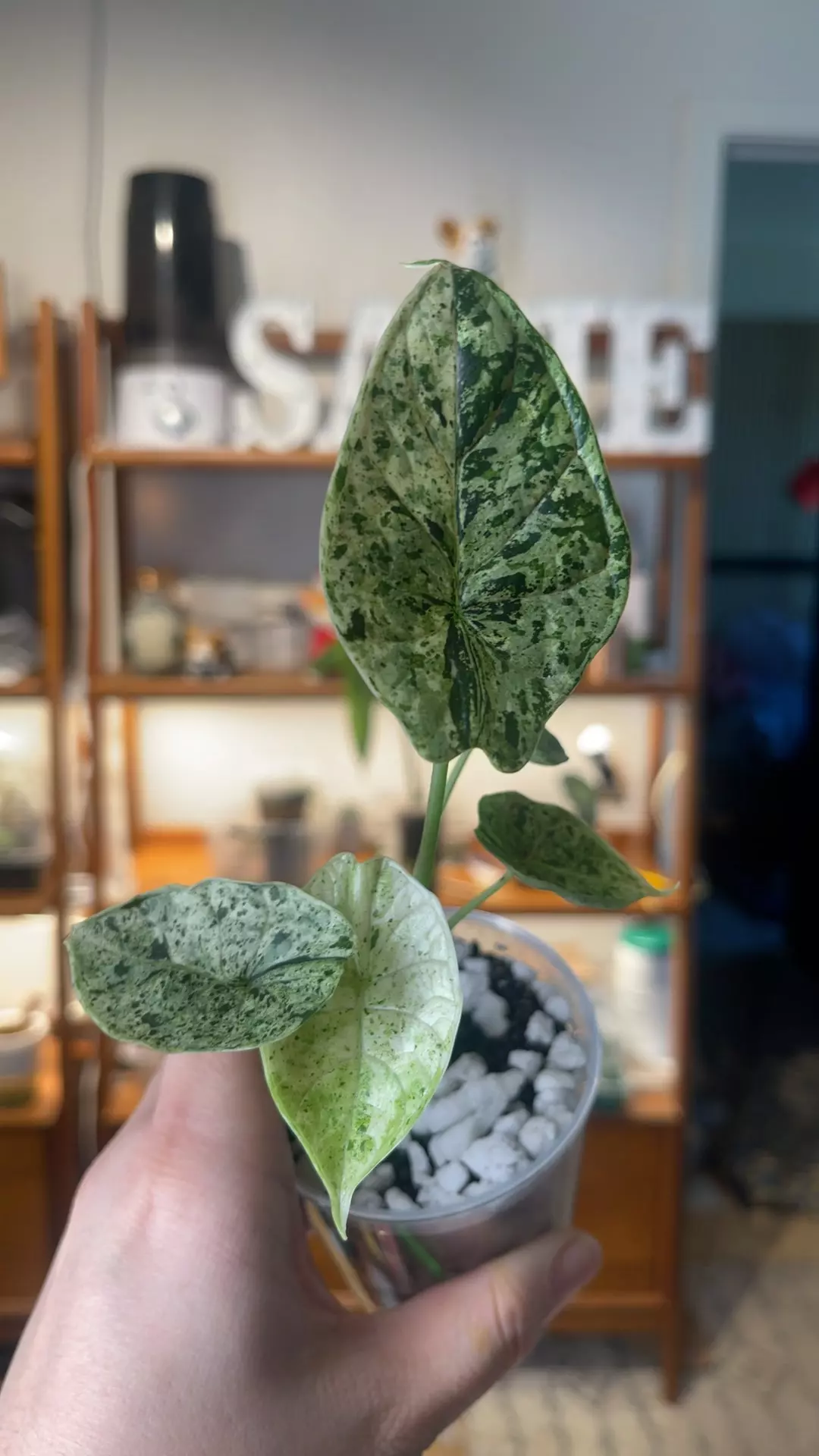 dragon scale mint thumbnail