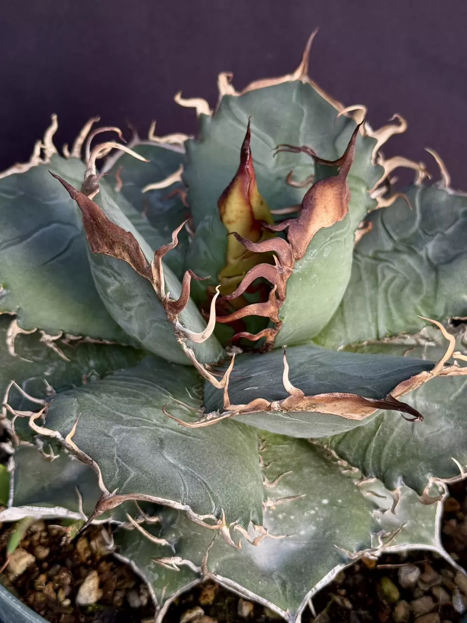 agave oteroi ‘Yerba Matte’ selected clone 48 thumbnail