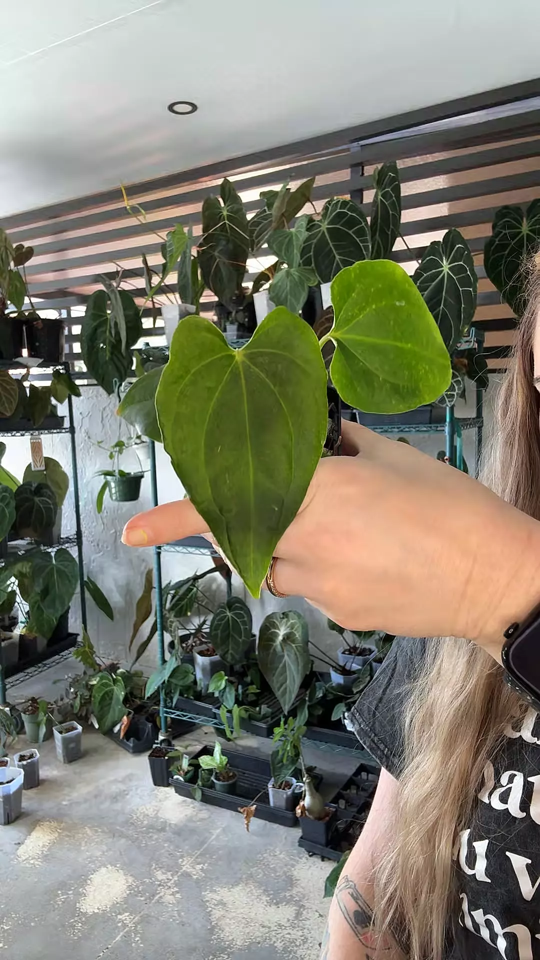 anthurium pap 18 x wide Bess thumbnail