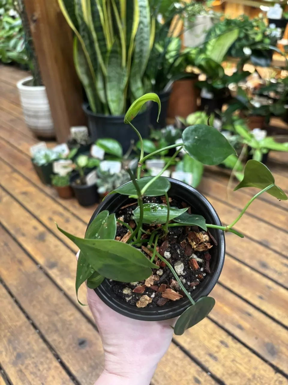 Philodendron Cordatum 4” thumbnail