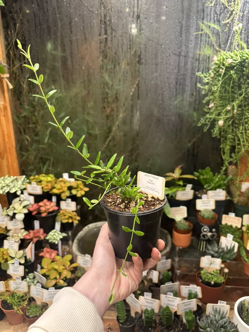 Hoya ‘Egleriana’ thumbnail