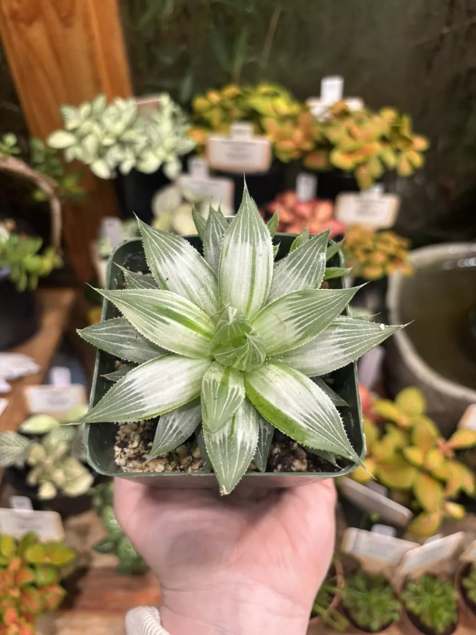 Hawthoria retusa ‘White Ghost’ thumbnail