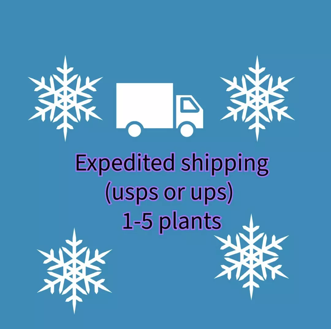 expedited shipping 1-5 plants thumbnail