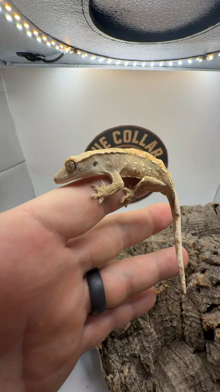 tri Harley thumbnail