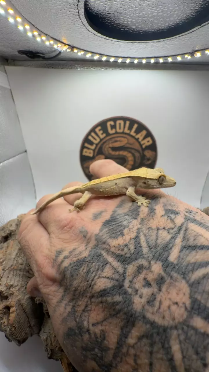 tri Harley w dal thumbnail