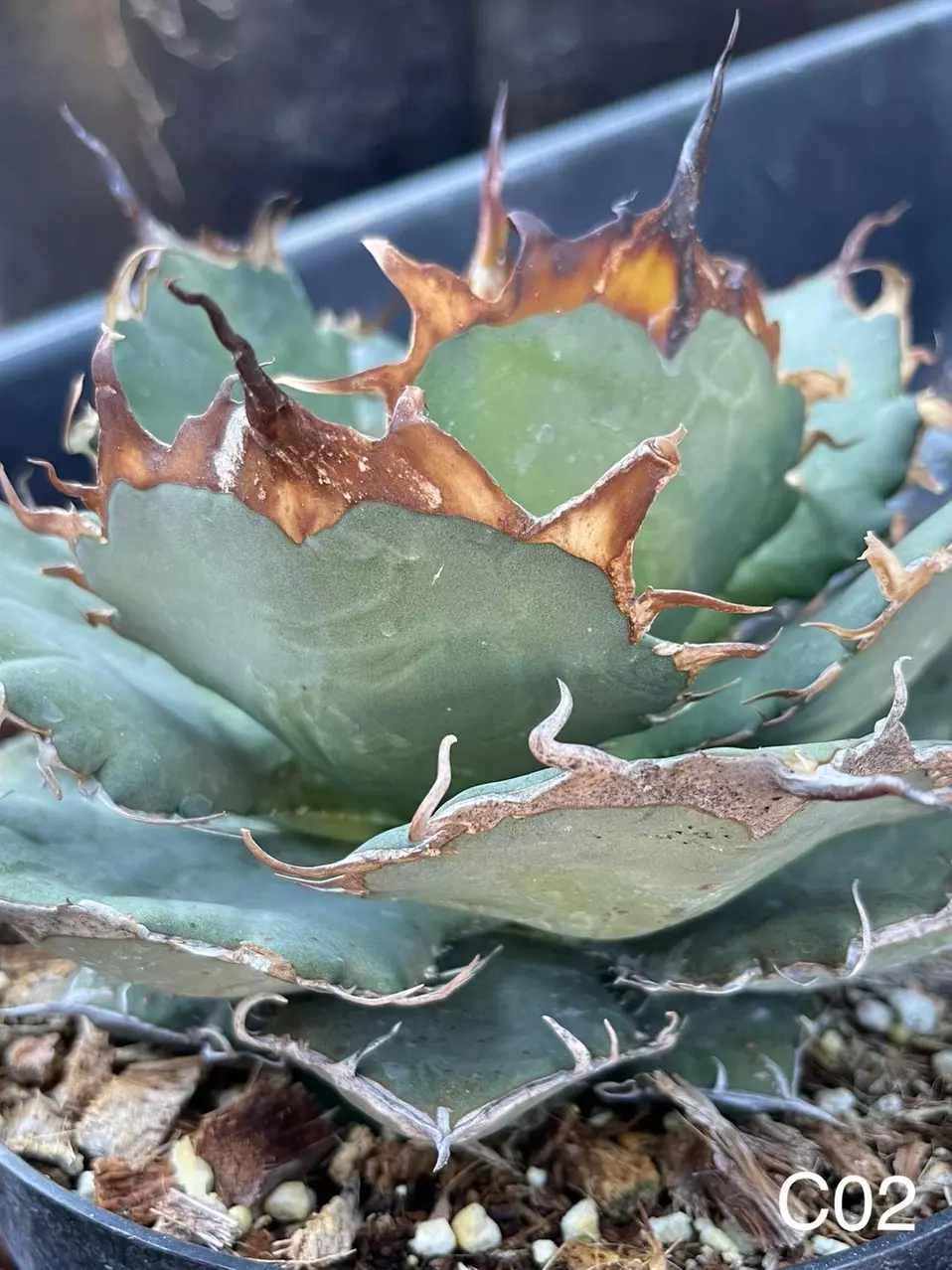 agave oteroi ‘C2’ selected seedling thumbnail