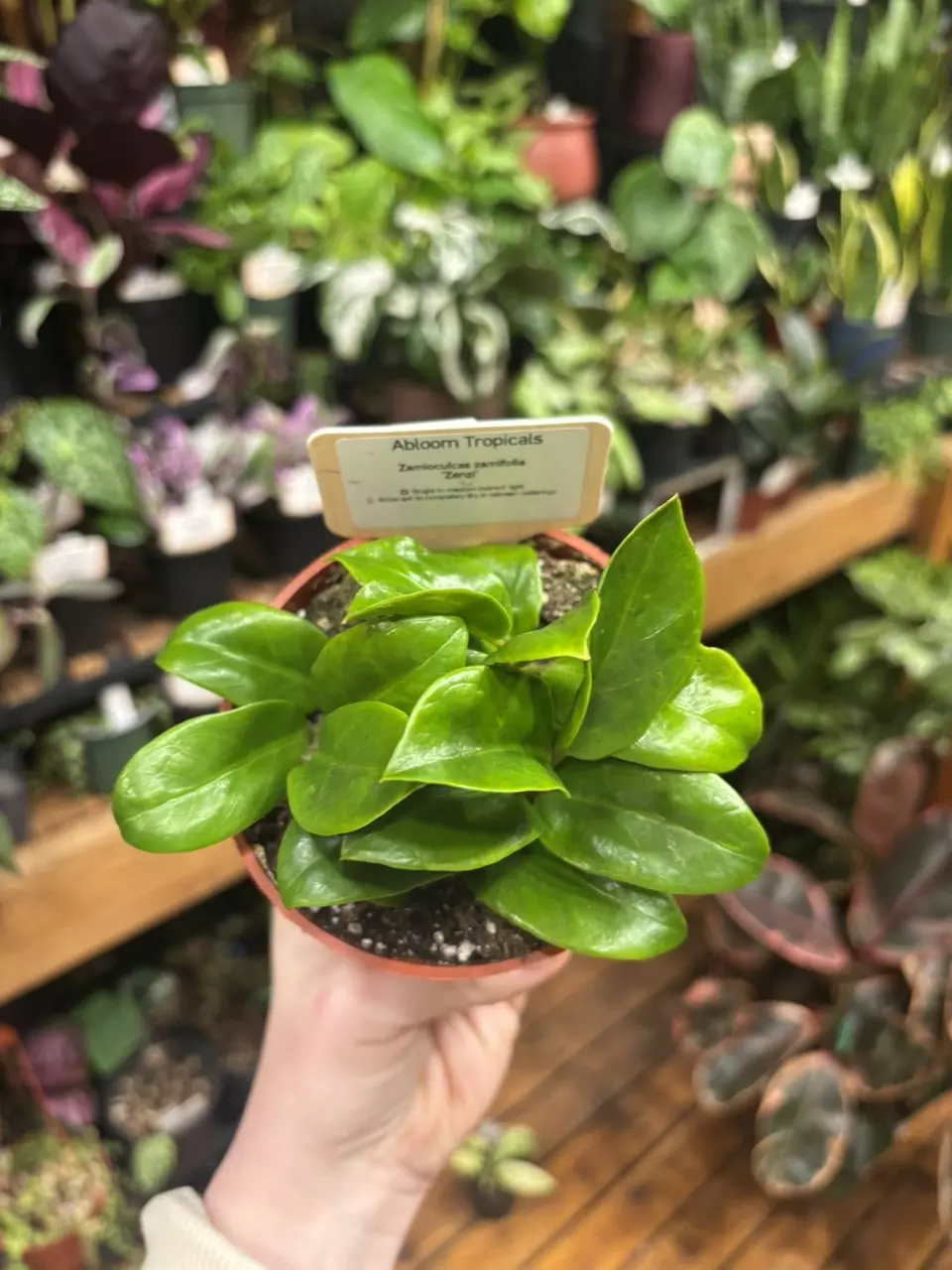 Zamioculcas Zamifolia ‘Zenzi’ ZZ thumbnail