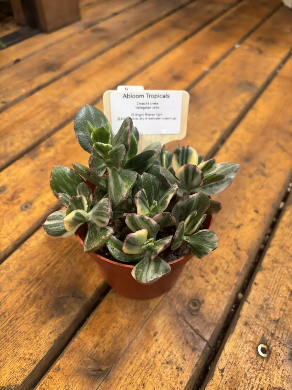 Crassula Ovata ‘variegated jade’ thumbnail