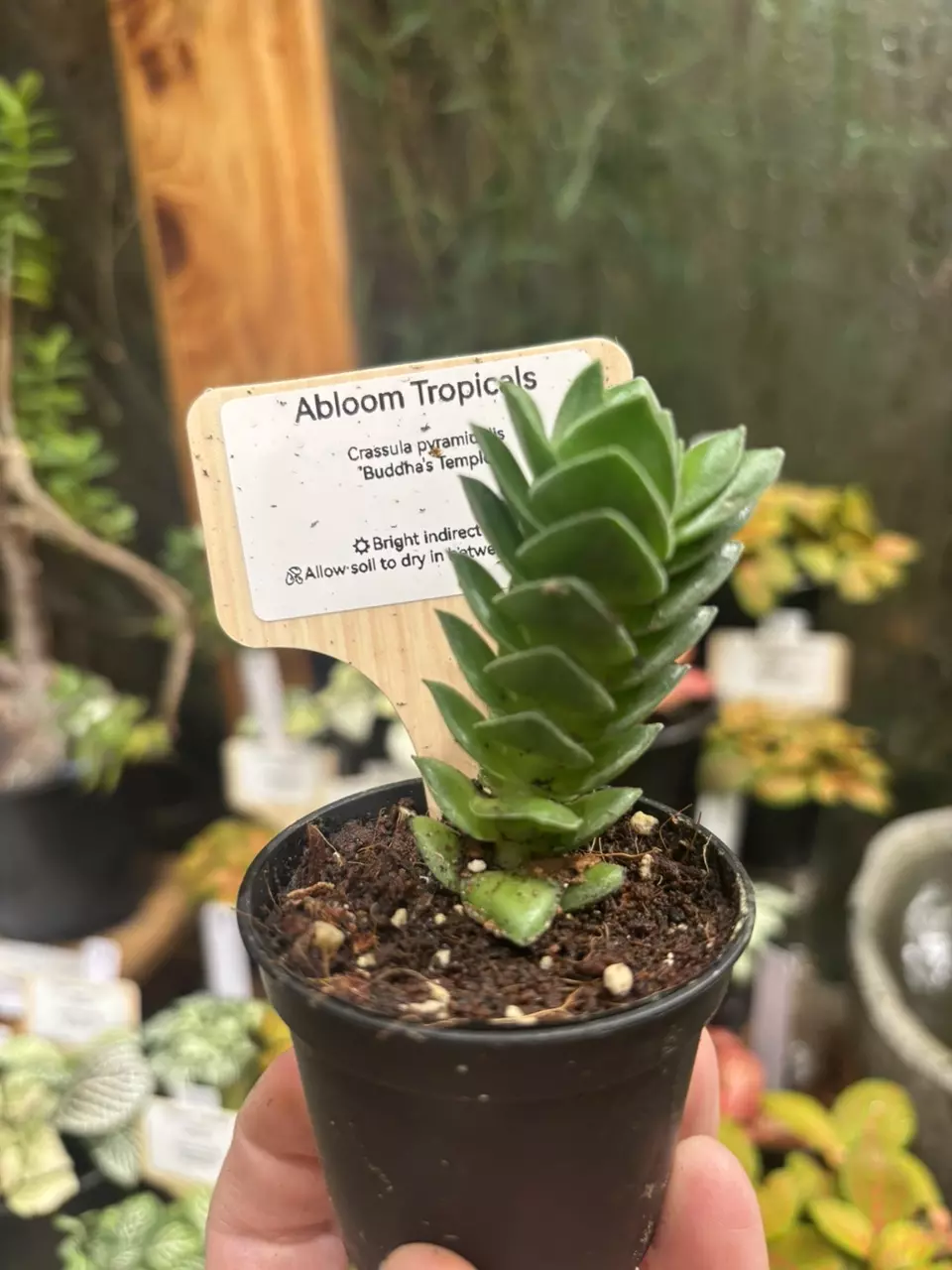 Crassula Pyramidalis ‘Buddha’s Temple’ thumbnail