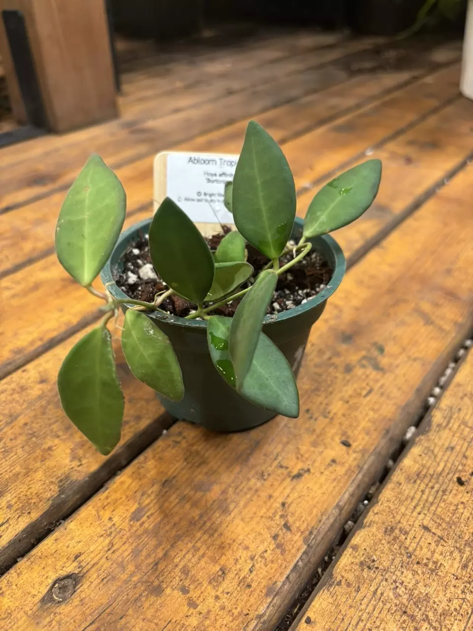 Hoya Affinity ‘burtoniae’ thumbnail