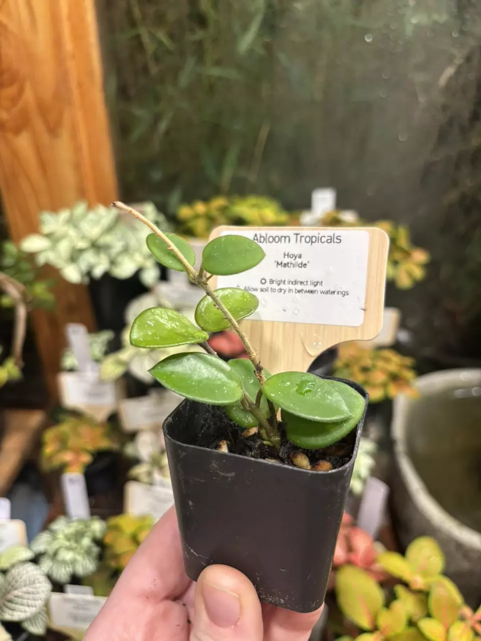 Hoya Mathilde thumbnail