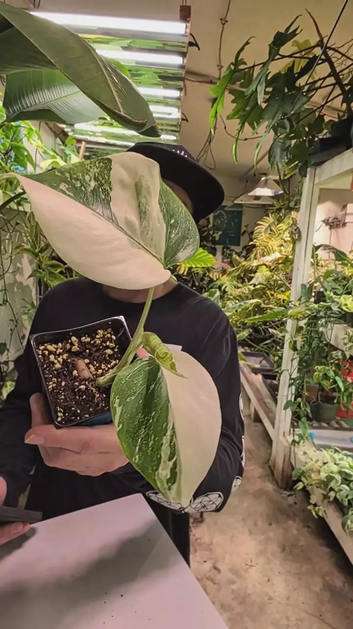 Monstera albo thumbnail