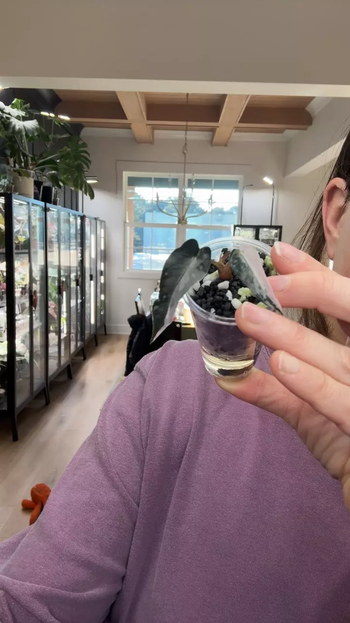 pink bambino thumbnail