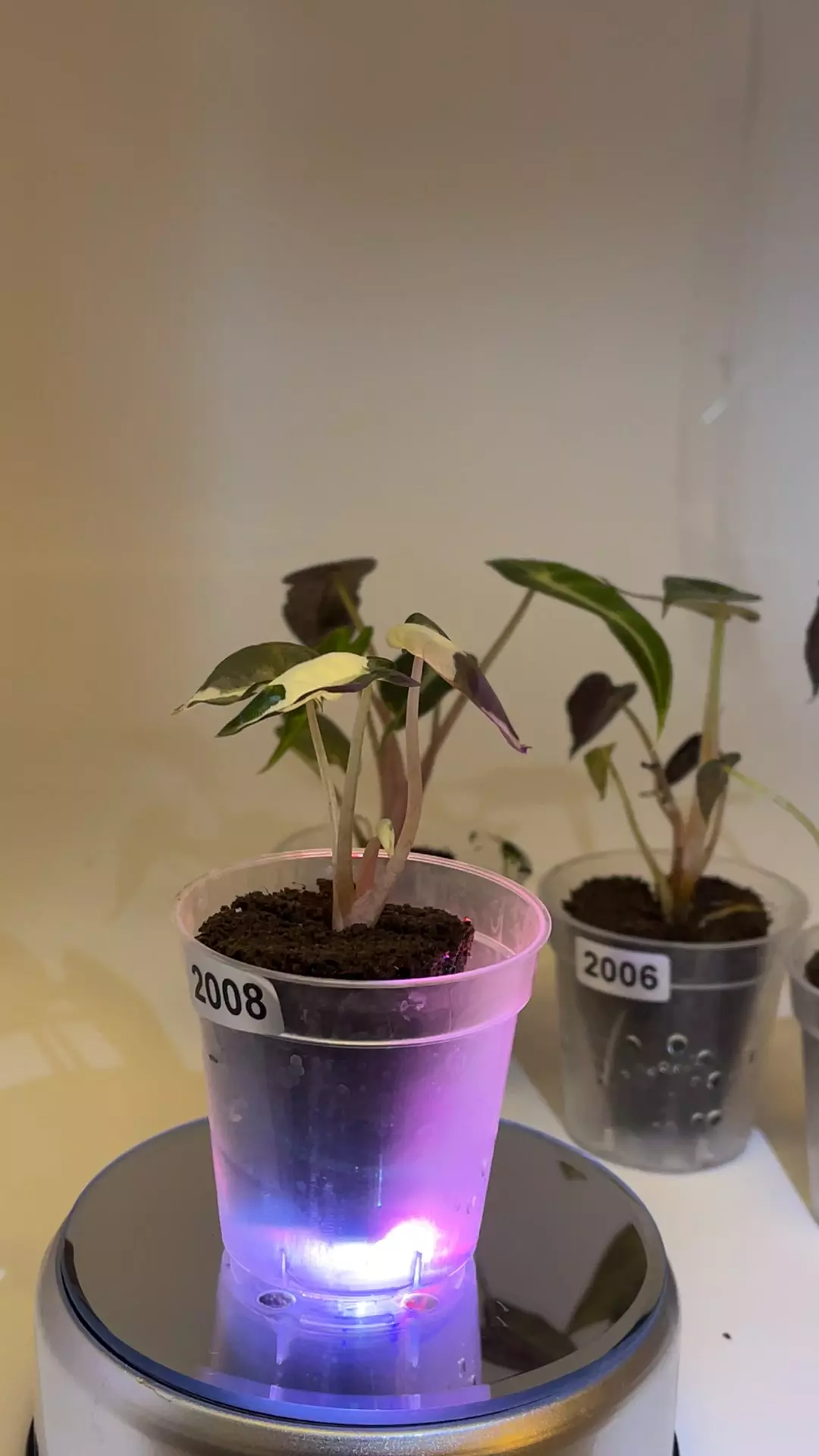 2008 💕 pink bambino 💕 thumbnail