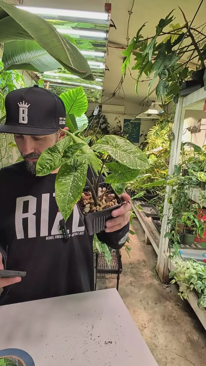 Syngonium Panda Galaxy thumbnail