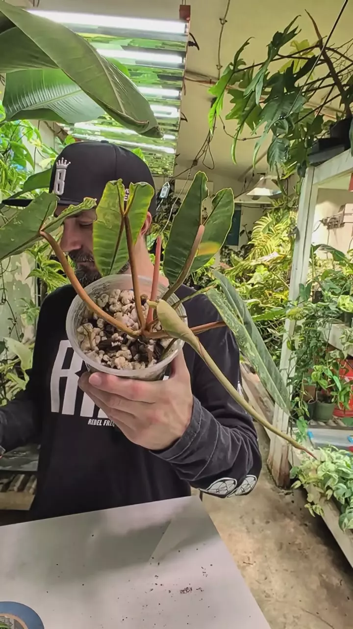 Billietiae Variegated thumbnail