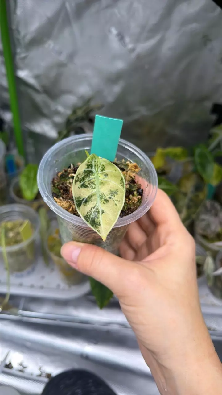 Alocasia Watsonia Pink thumbnail