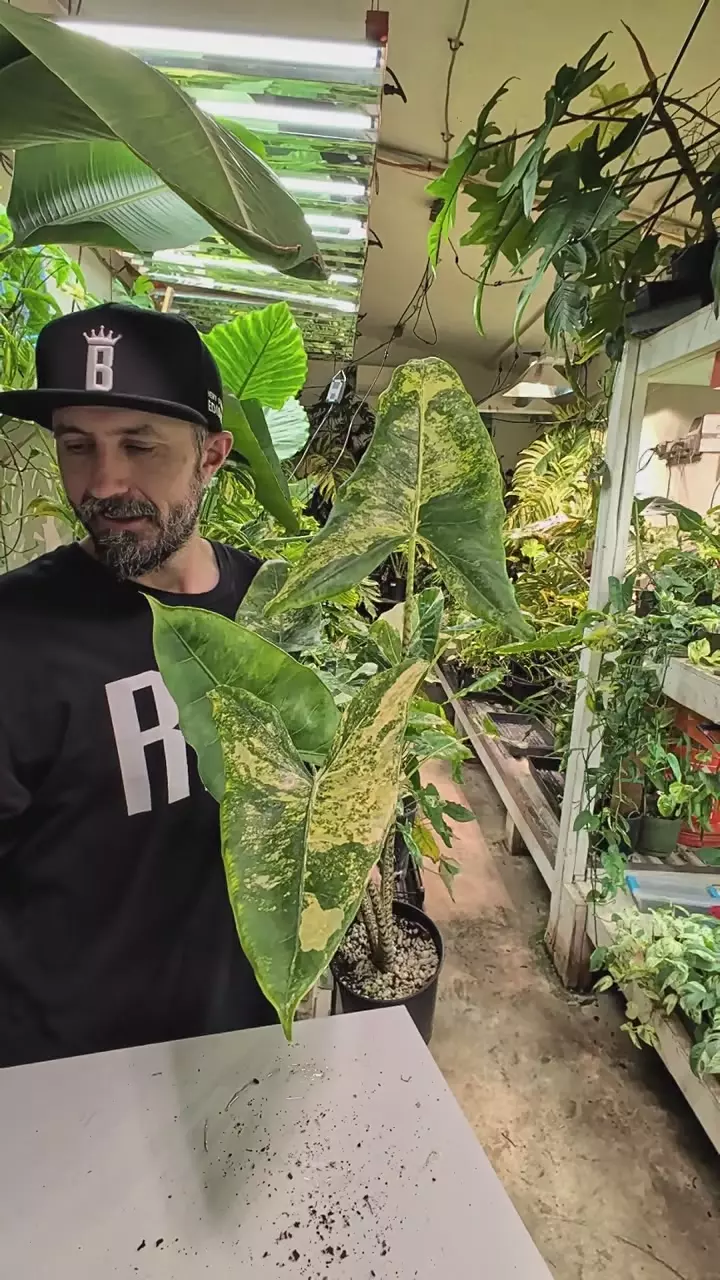 Alocasia Zebrina Aurea thumbnail