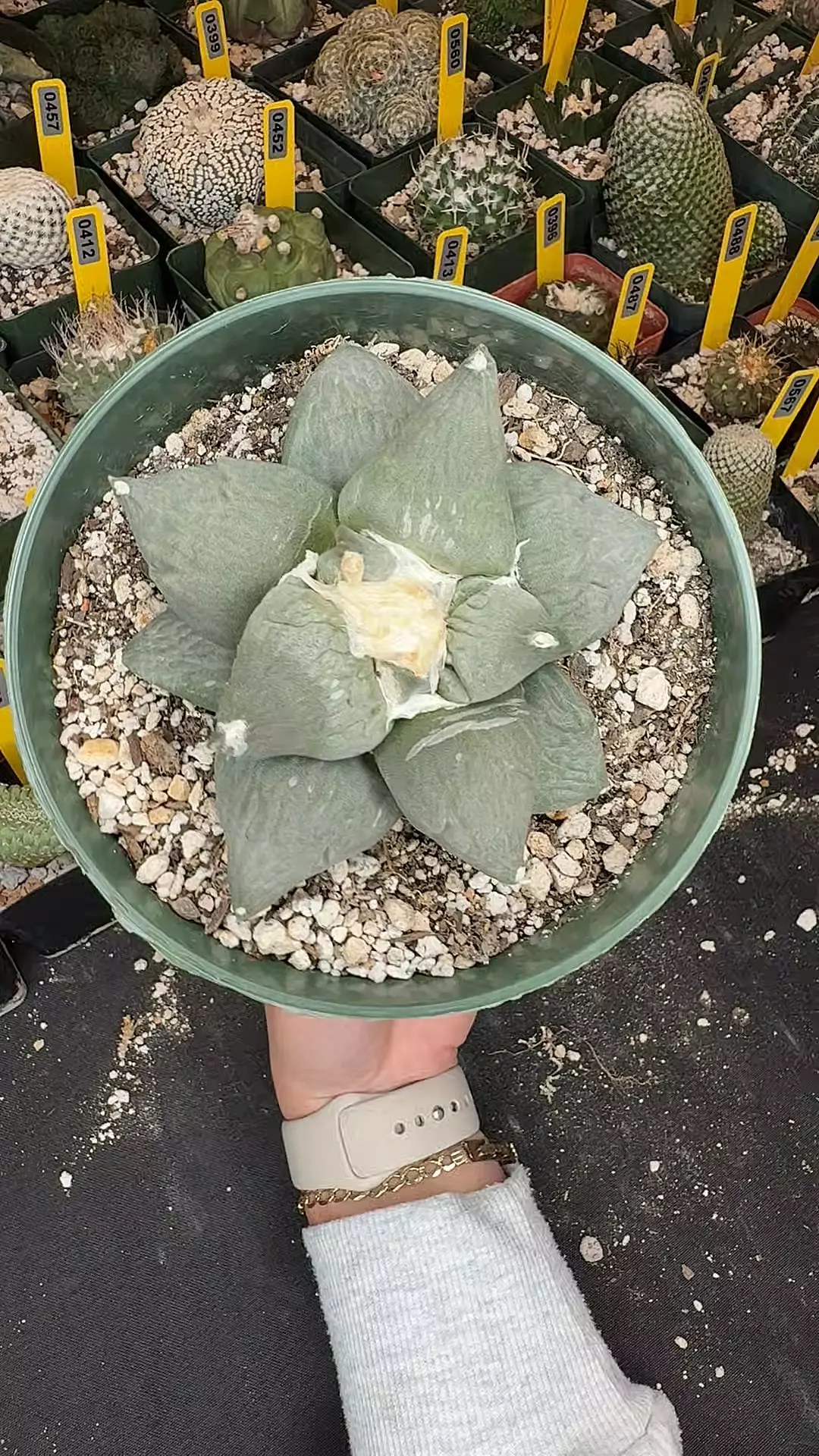 585 ariocarpus cauliflower thumbnail