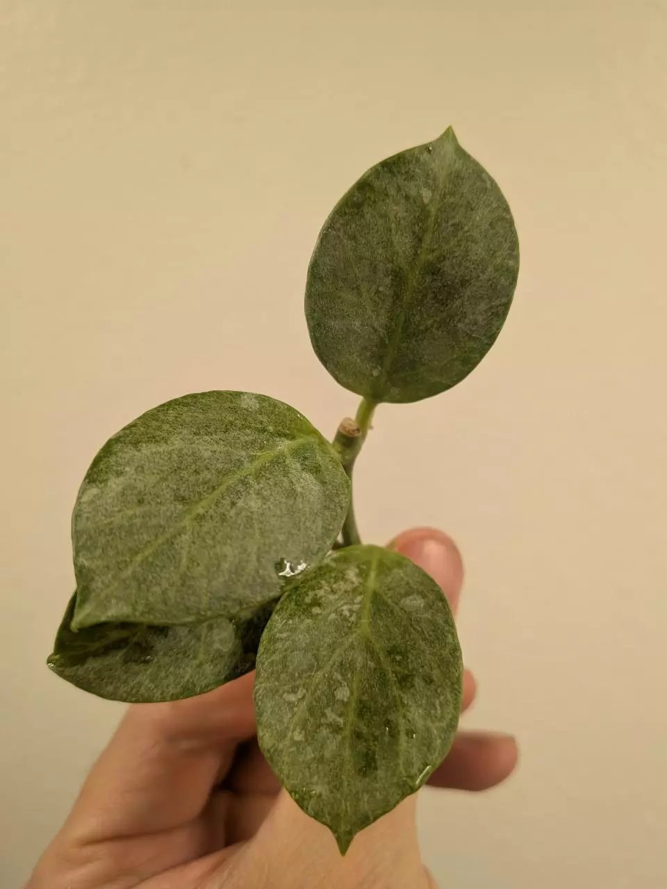 #30 Hoya obscura silver thumbnail