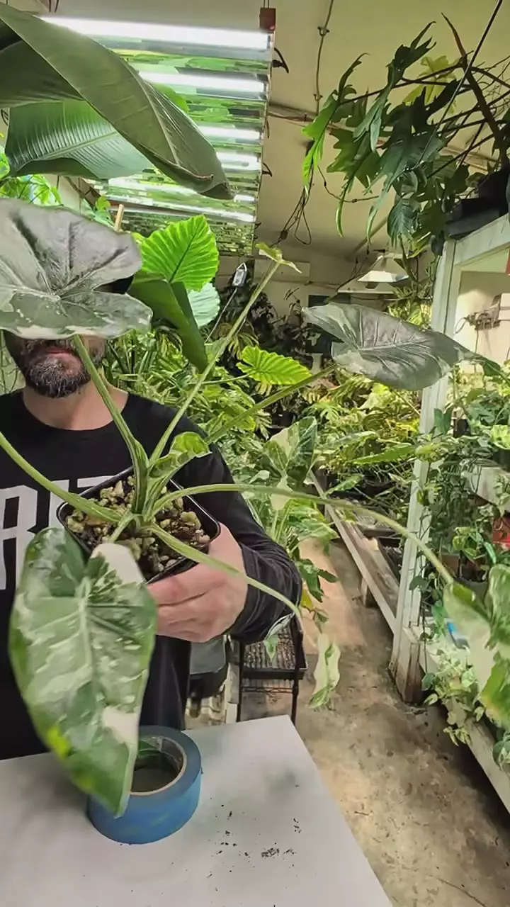 alocasia Okinawa silvers thumbnail