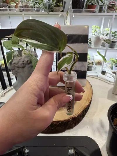 plant/Halo Micans-0-thumbnail