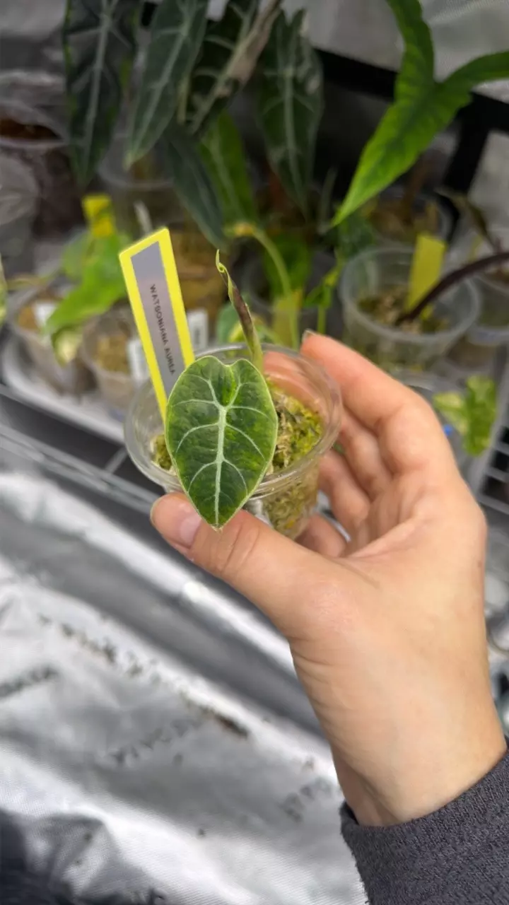 Alocasia Watsoniana Aurea thumbnail